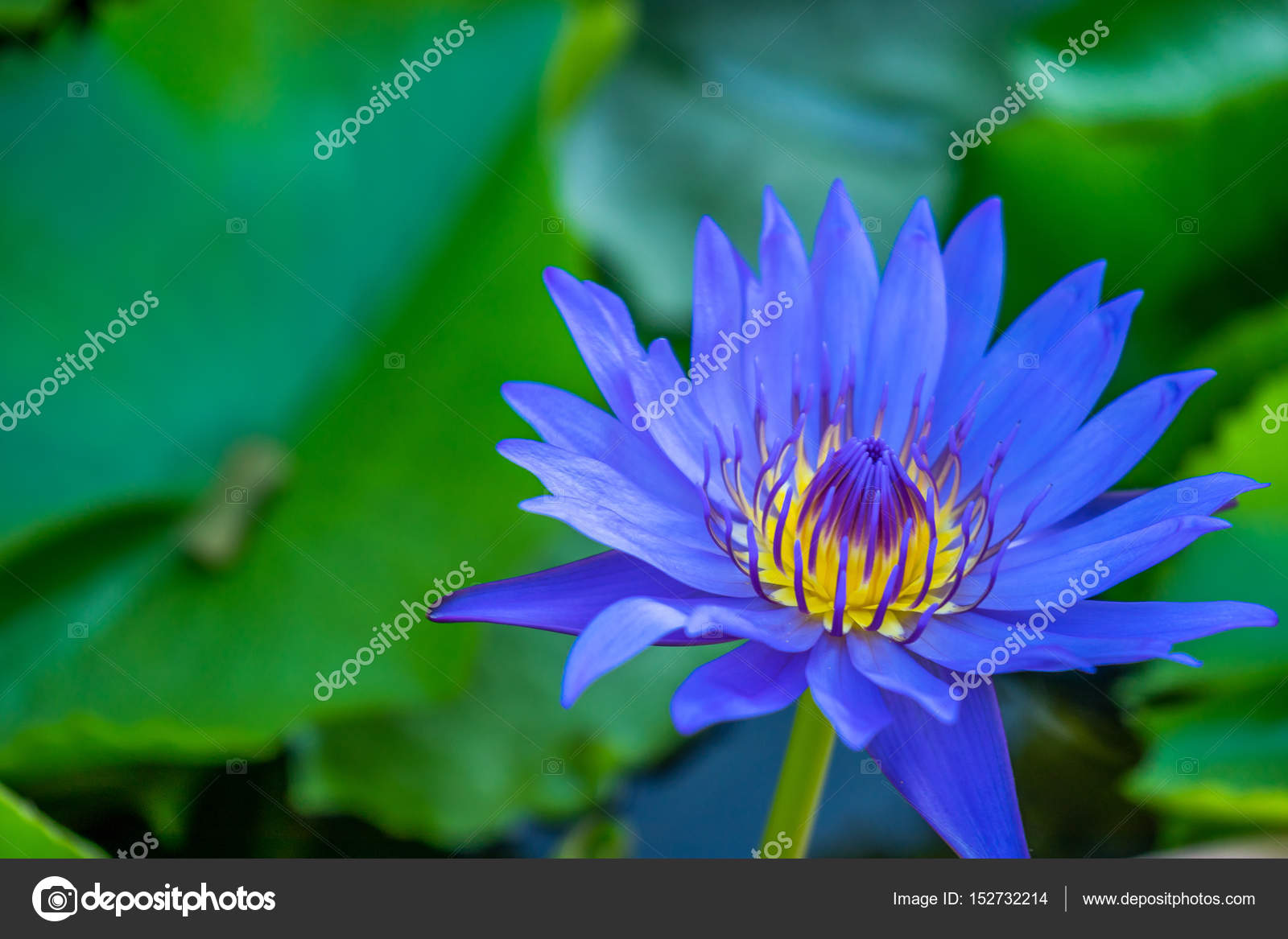 Fleur de lotus bleu dans les marais \u2014 Photographie goldquest