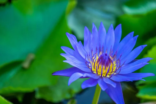 沼の青蓮の花を開花 — ストック写真