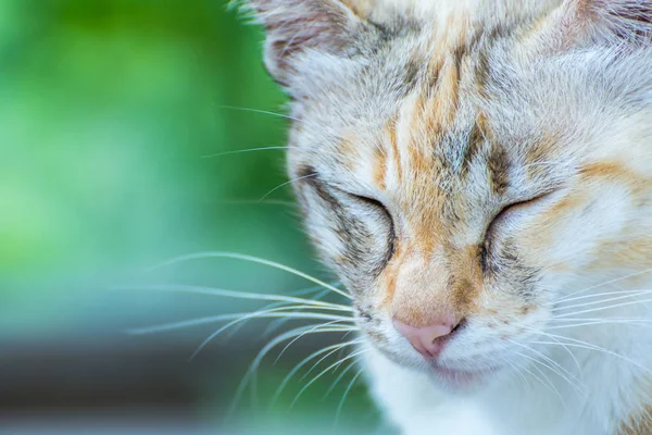 Portre sevimli çizgili kedi