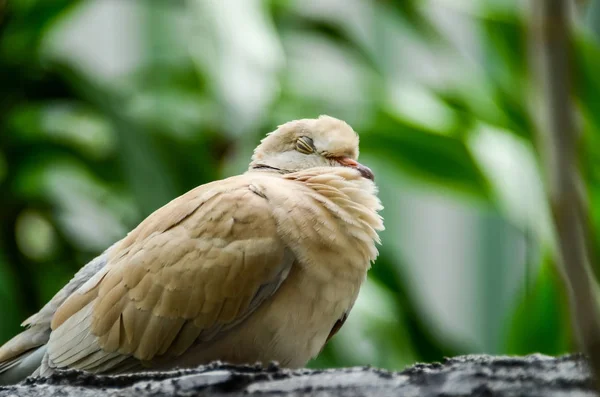 Στον ύπνο λευκό πουλί επάνω σε κλαδί — Φωτογραφία Αρχείου