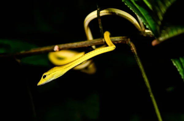 Yellow snake on branch — Stock Photo, Image