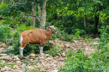 Tek bant ayakta genel Park