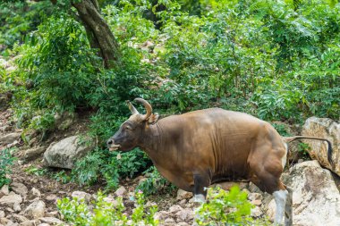 Bant genel Park'ta yürüyordunuz