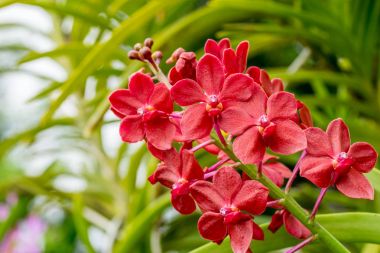 Kırmızı orkide çiçekleri