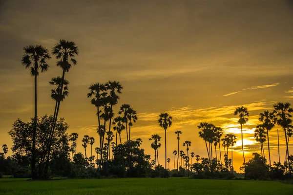 Siluet şeker palmiye ağacı pirinç çiftlikte