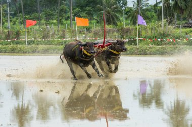 Texas'ın pirinç çiftlikte yarış