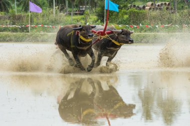 Texas'ın pirinç çiftlikte yarış