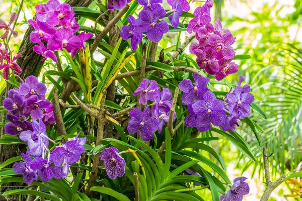 Flores de orquídea púrpura y rosa flores de orquídea — Foto de Stock