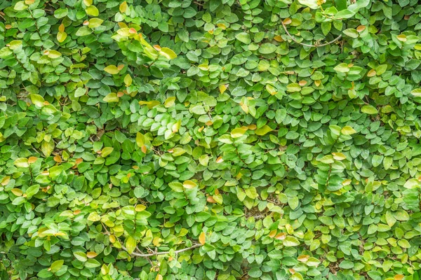 Sarmaşık duvar dekorasyon