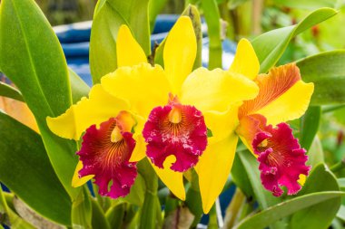 Closeup Cattleya orkide çiçek