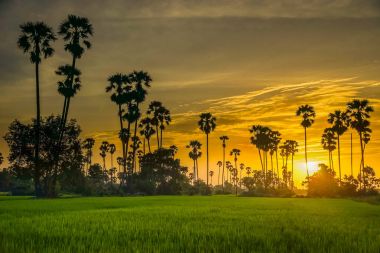 Siluet şeker palmiye ağacı pirinç çiftlikte