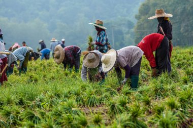 Geleneksel uyum içinde havesting pırasa.