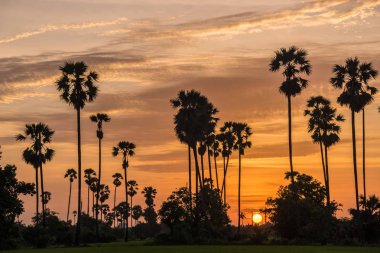 Siluet şeker palmiye ağacı pirinç çiftlikte