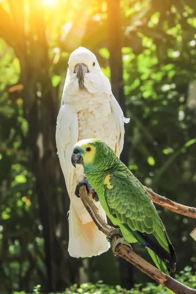 Schöner weißer und grüner Papagei mit Zweig im öffentlichen Park — Stockfoto