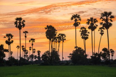 Siluet şeker palmiye ağacı pirinç çiftlikte