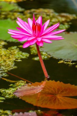 Güzel çiçeği pembe lotus Bataklığı '
