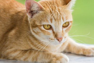 Şirin turuncu Capacitación kedi elimden