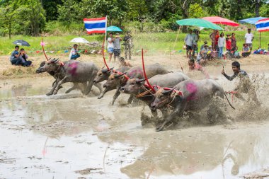 Texas'ın pirinç çiftlikte yarış