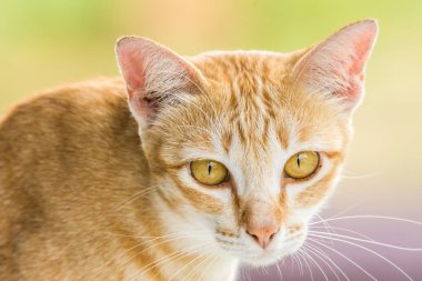 Şirin turuncu Capacitación kedi elimden