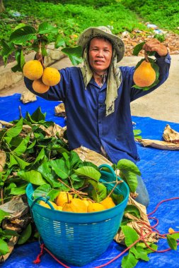 Farmer showing santol fruit 