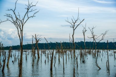 Bataklıkta ölü ağaçlar