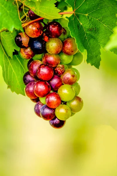 Куча винограда с ветвями — стоковое фото