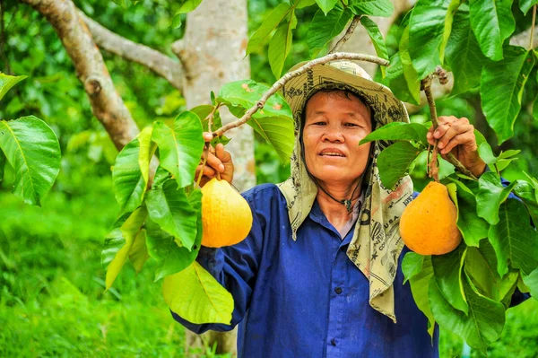 Farmer showing santol fruit 