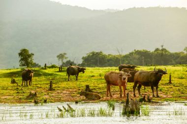 Texas'ın yürüyüş ve çim yeme grup