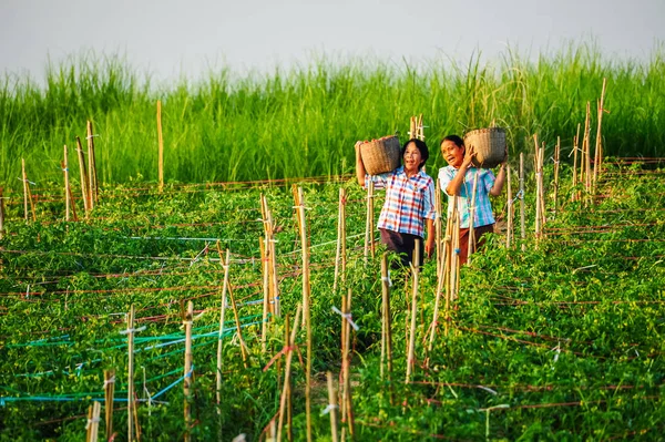 Nő gazdák gazdaság kosarak, paradicsom — Stock Fotó