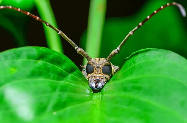 Batocera numitor owadów — Zdjęcie stockowe