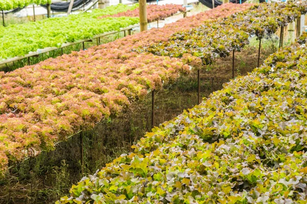 Suda sebze grubu için sağlıklı