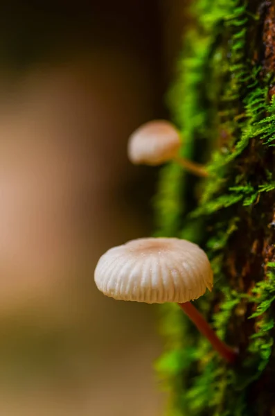 Маленькие грибы растут на гнилом стволе дерева с зеленым мхом — стоковое фото