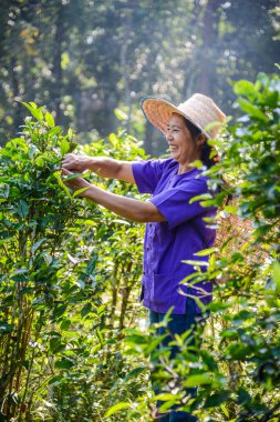 Kadın işçi malzeme çekme ot gruptaki