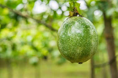 Yeşil tutku meyve tarım gruptaki gruptaki