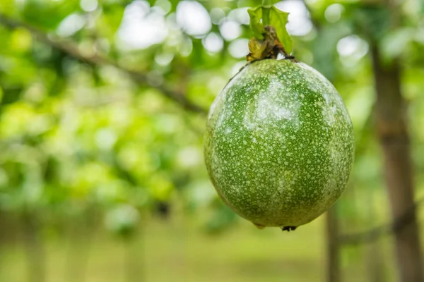 Yeşil tutku meyve tarım gruptaki gruptaki