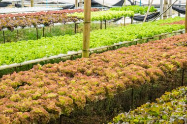 Suda sebze grubu için sağlıklı