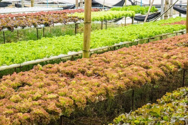 Suda sebze grubu için sağlıklı