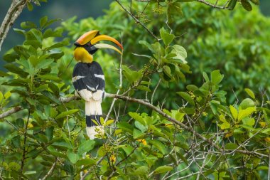 Great Hornbill holing branch of tree in forest clipart