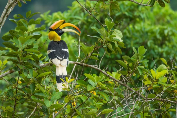 Great Hornbill holing branch of tree in forest — Stock Photo, Image