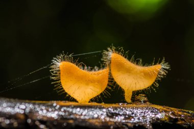Çürümüş ahşap üzerine güzel kıllı mantar