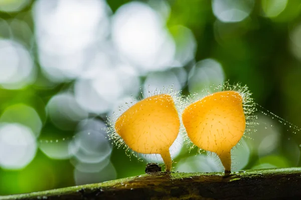 Hermosas setas peludas naranja creciendo en el árbol en descomposición —  Fotos de Stock