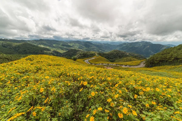 Mexicaanse zonnebloemveld op Doi Mae U Kor van Mae Hong Son, Th — Stockfoto