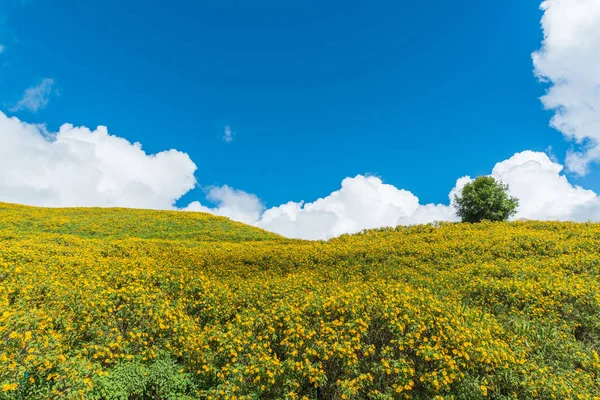 Campo de girassóis mexicanos em Doi Mae U Kor de Mae Hong Son, Th — Fotografia de Stock