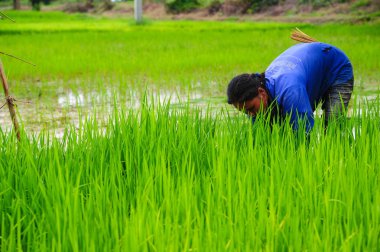 Çiftçi tarım arazileri üzerinde artan pirinç