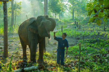 Fil eğitim fil fil kampında