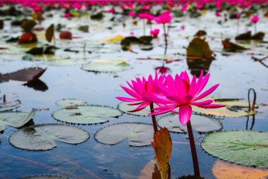 güzel pembe lotus çiçekleri