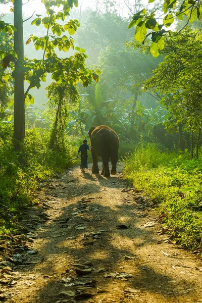 大象营 Mahout 训练大象 — 图库照片