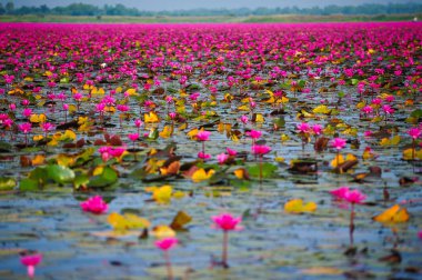 güzel pembe lotus çiçekleri