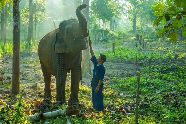 Mahout entrena elefantes en el campamento de elefantes —  Fotos de Stock