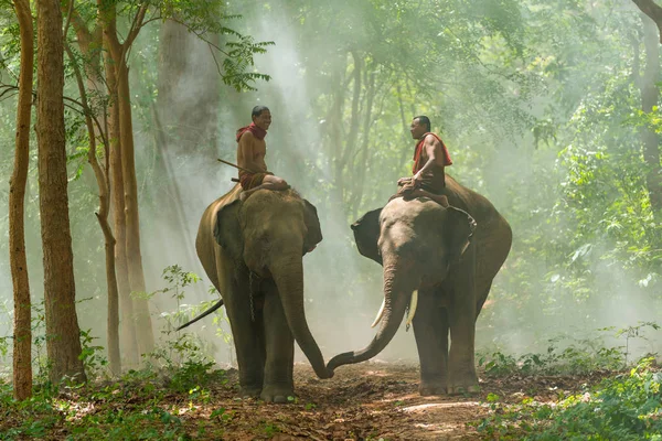 Mahouts montando elefantes caminando por la pasarela —  Fotos de Stock